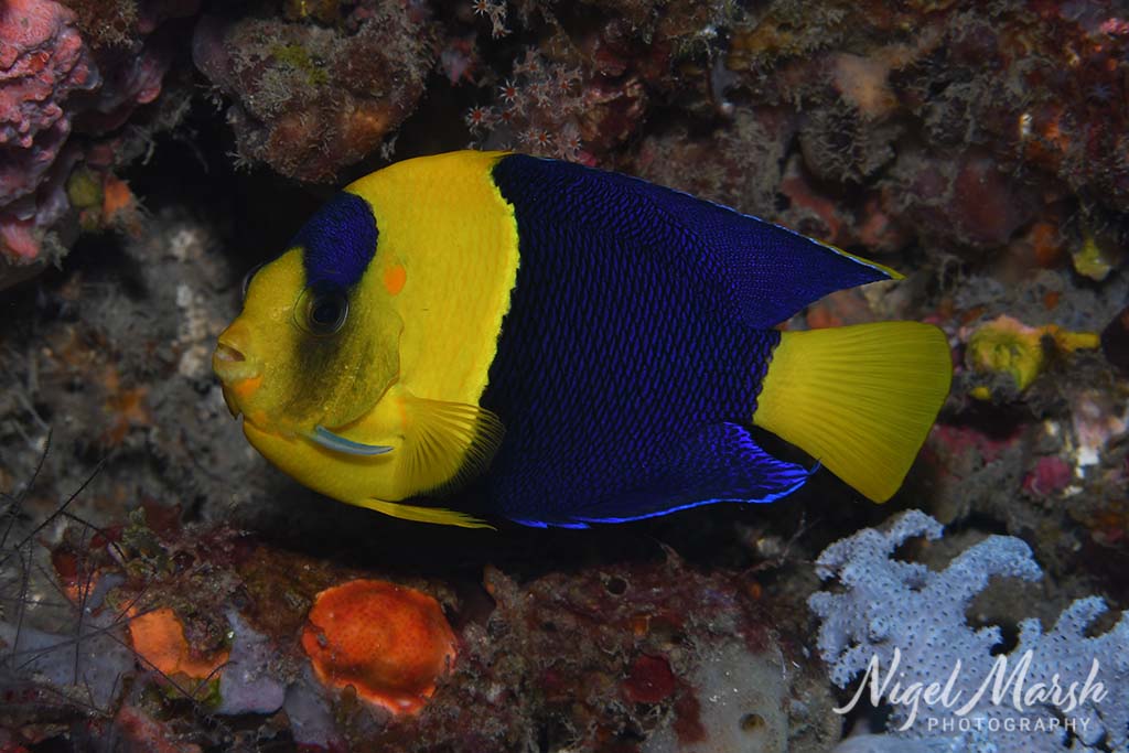 Timor bicolor angelfish