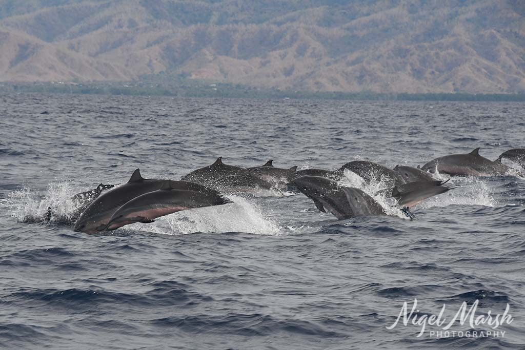 Timor frasers dolphins