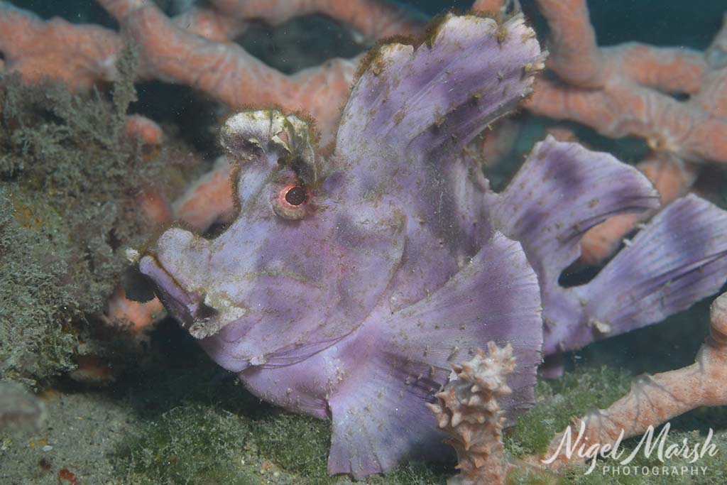 Timor paddleflap scorpionfish
