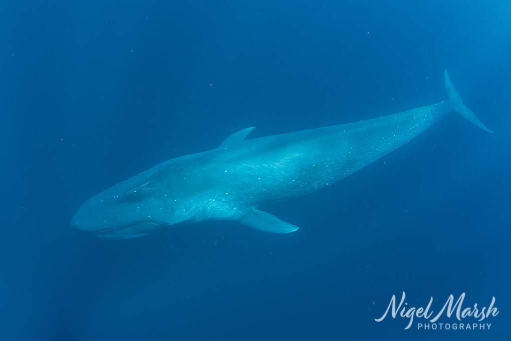 Timor pygmy blue whale