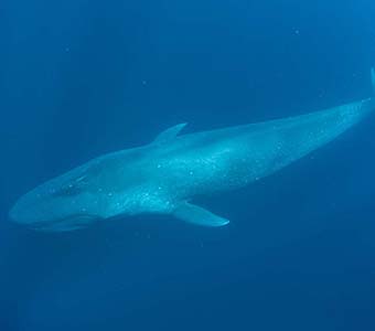 Timor pygmy blue whalefeature340