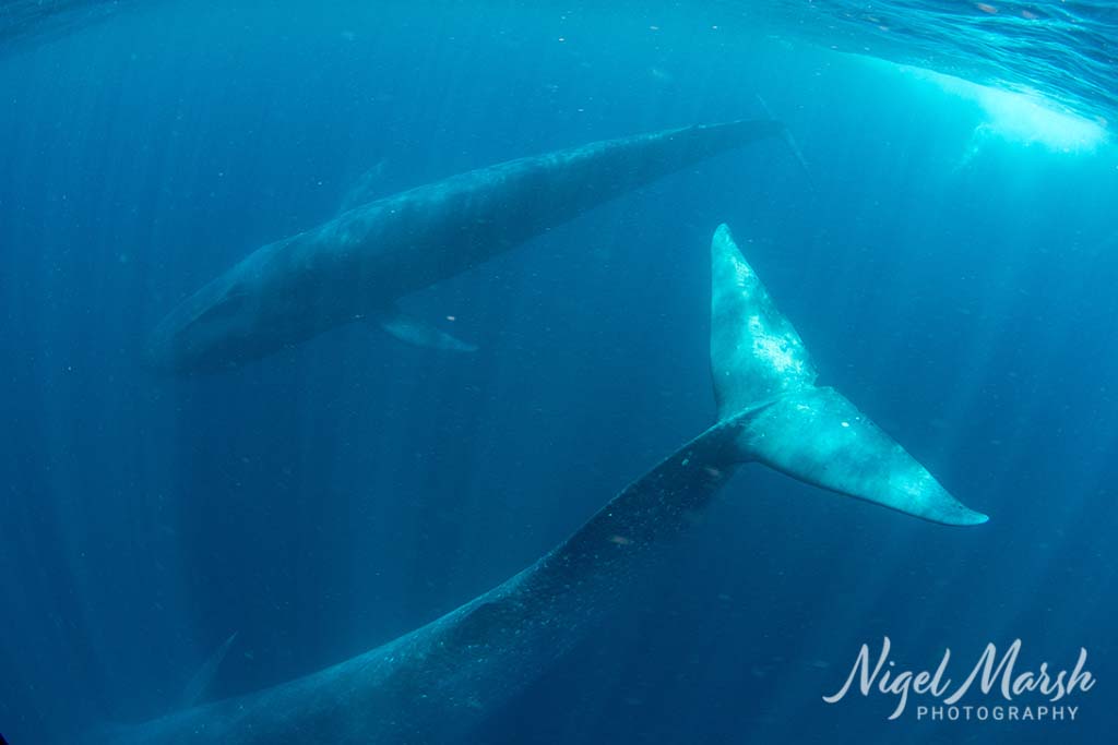 Timor pygmy blue whales