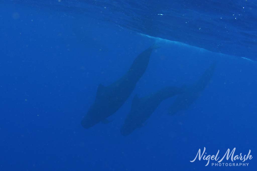 Timor short finned pilot whales uw