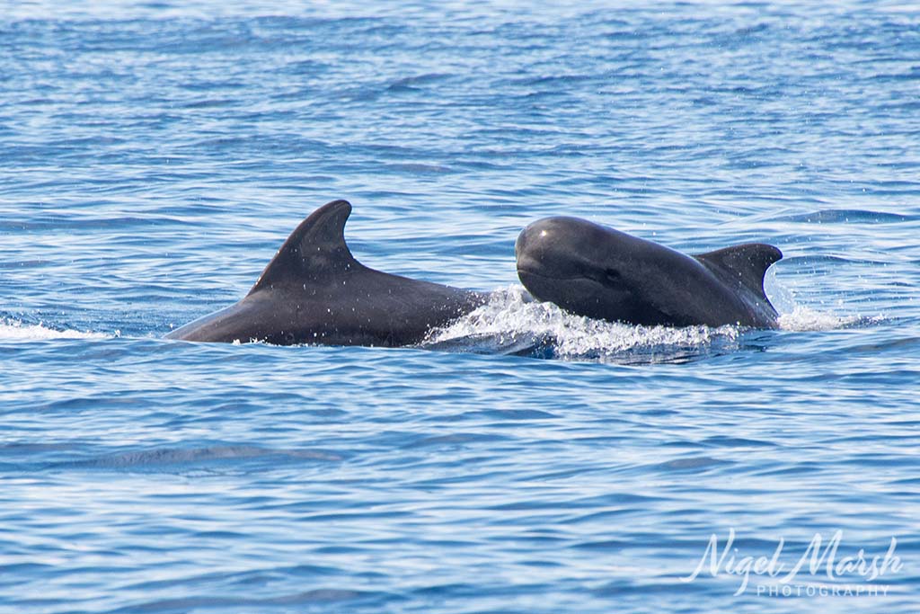 Timor short finned pilot whales