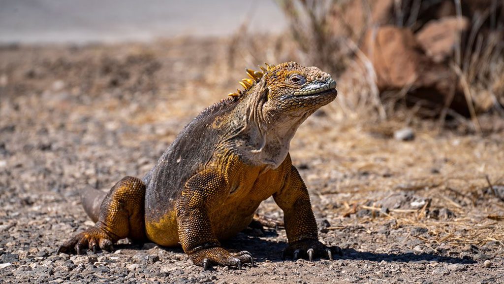 10 galapagos master liveaboard galapagos iguana