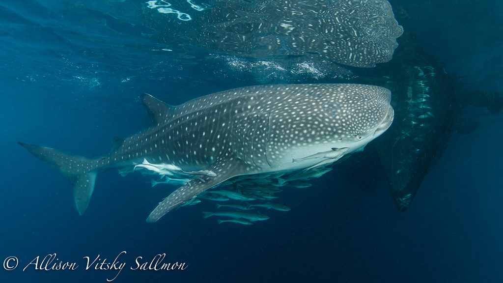 10 triton bay divers raja ampat indonesia whaleshark 1