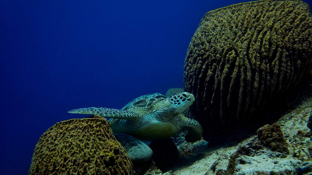 10 villa almarik gili trawangan indonesia turtle sponges