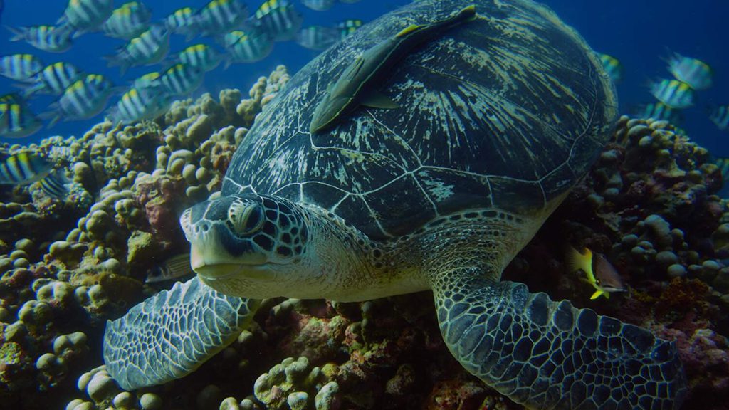 11 villa almarik gili trawangan indonesia turtle