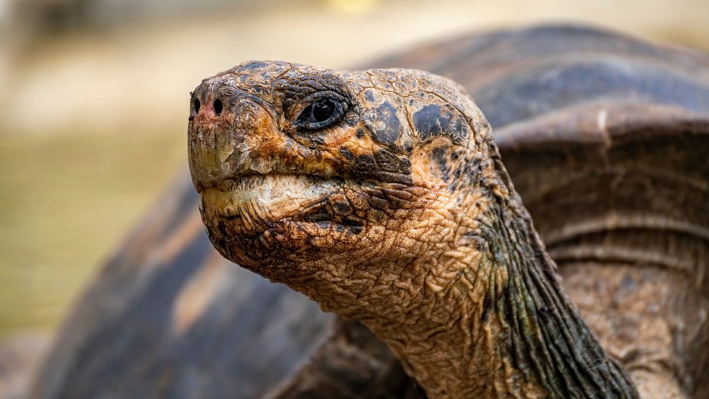 12 galapagos master liveaboard galapagos giant tortoise