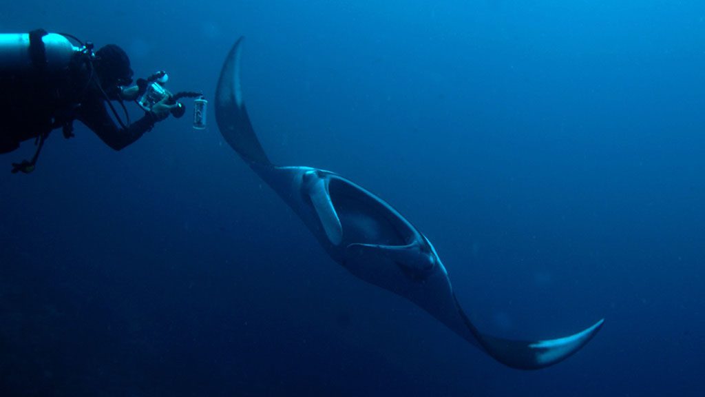 12 pimalai resort koh lanta thailand manta