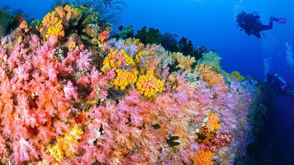 12 triton bay divers raja ampat indonesia soft coral diver