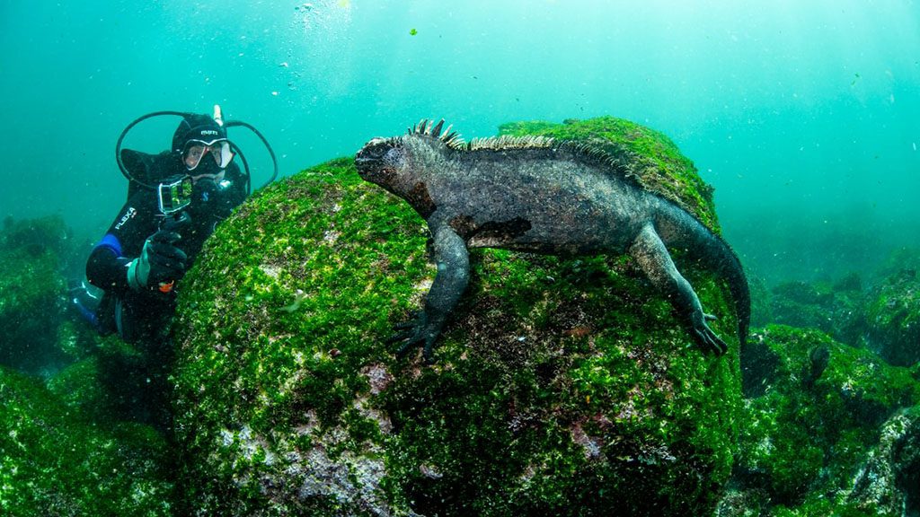 13 galapagos master liveaboard galapagos dive iguana