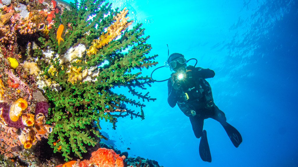 14 tufi dive resort northern province papua new guinea reefs and divers