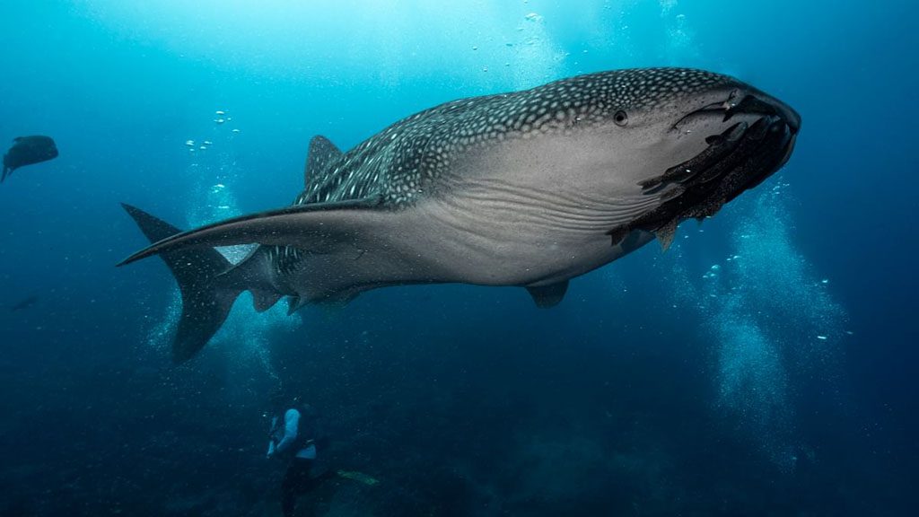 15 galapagos master liveaboard galapagos whaleshark