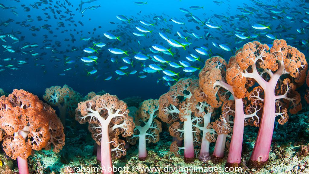 15 triton bay divers raja ampat indonesia soft coral fusiliers