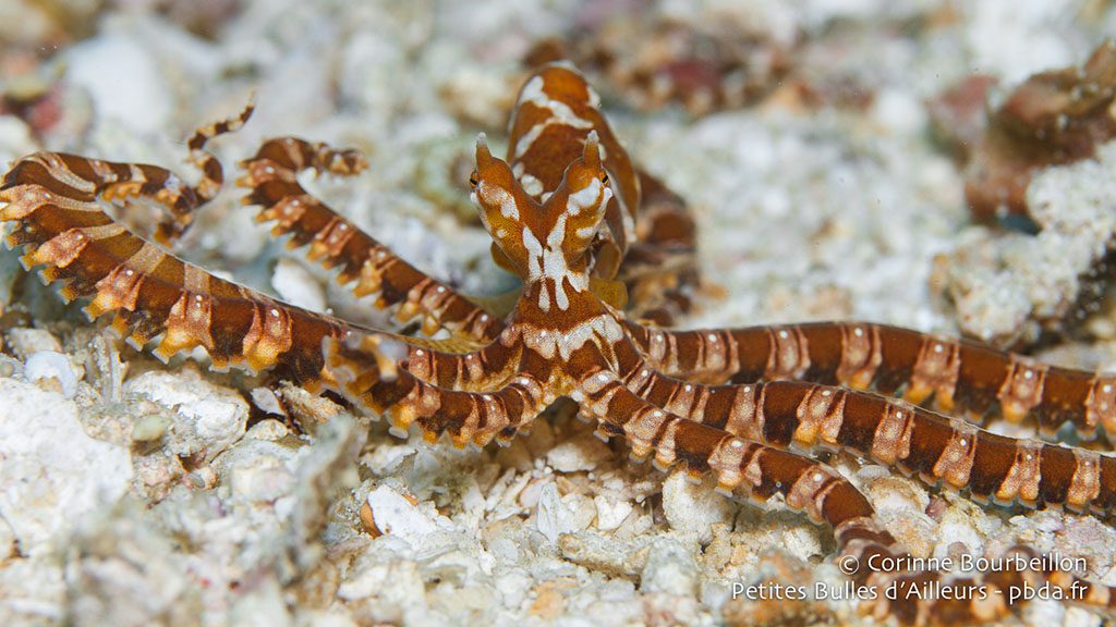 16 triton bay divers raja ampat indonesia wunderpuss