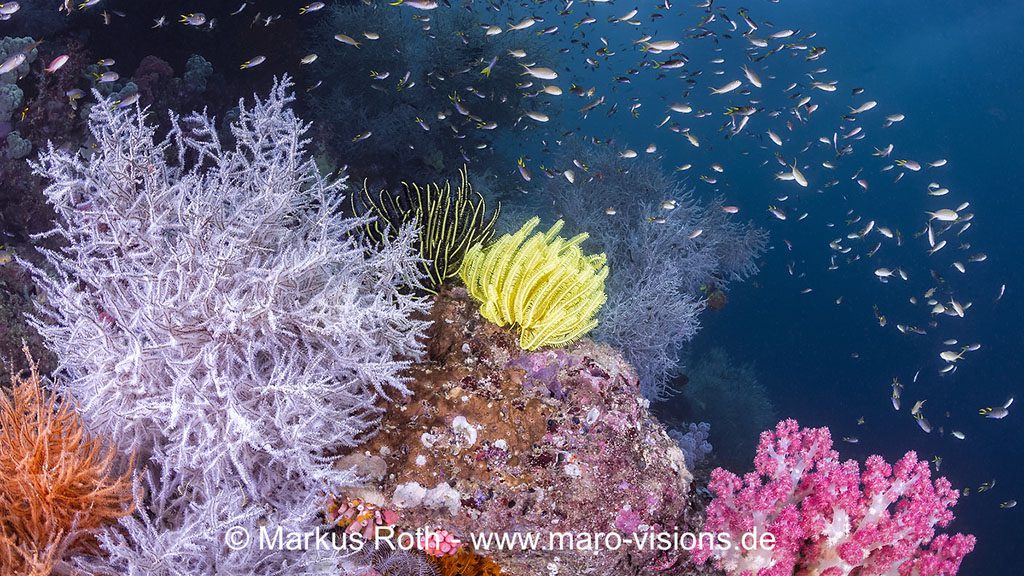 17 triton bay divers raja ampat indonesia soft coral