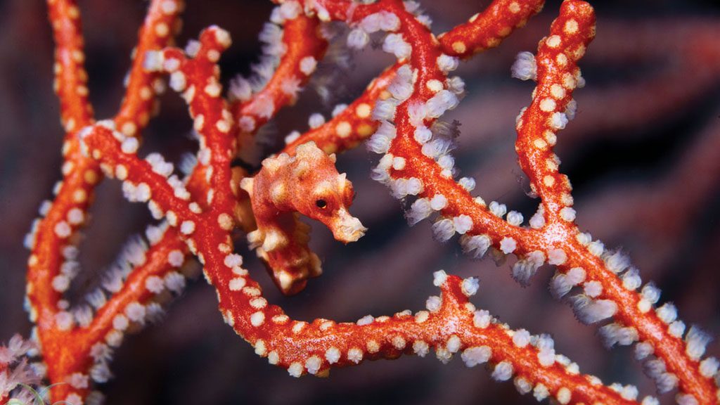 18 misool eco resort raja ampat indonesia pygmy seahorse