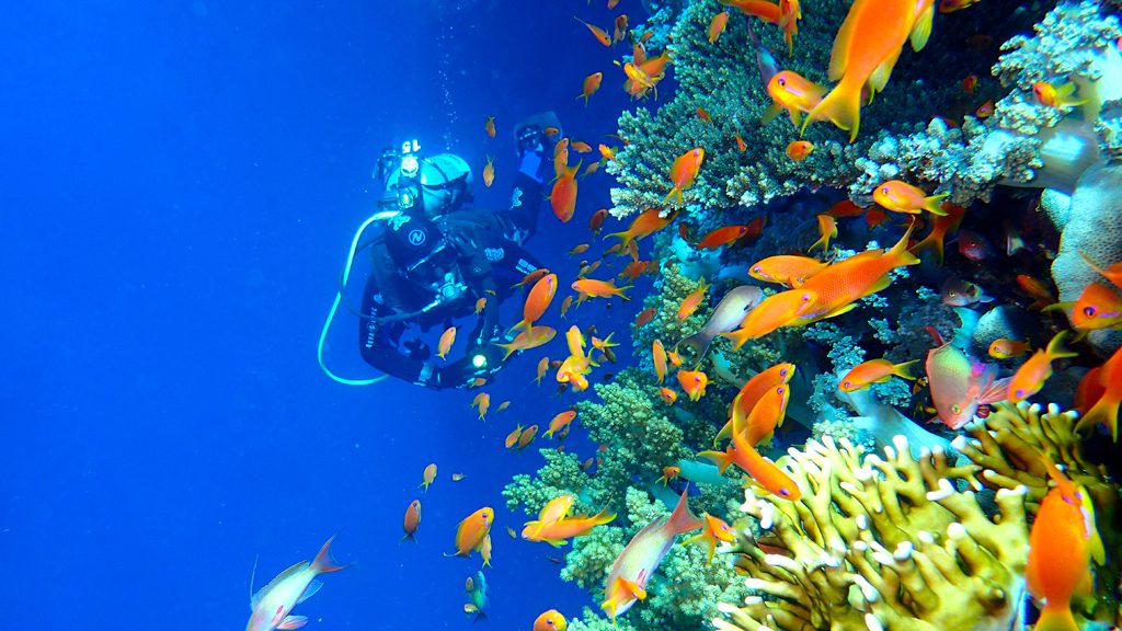 19 red sea aggressor iv liveaboard south egypt divers and corals
