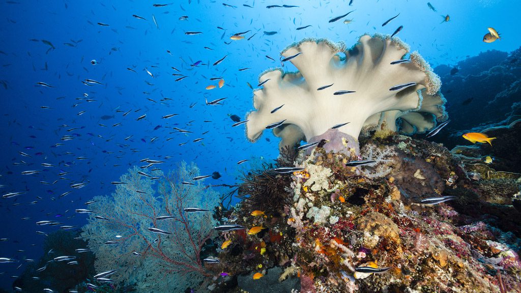 19 tufi dive resort northern province papua new guinea reefs 2