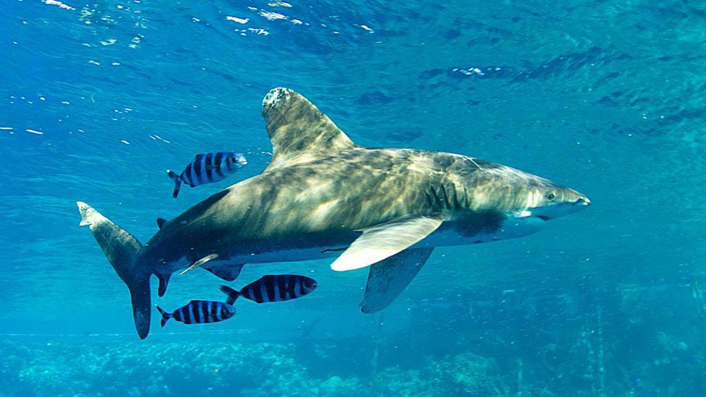 2 heaven saphir oceanic white tip brothers