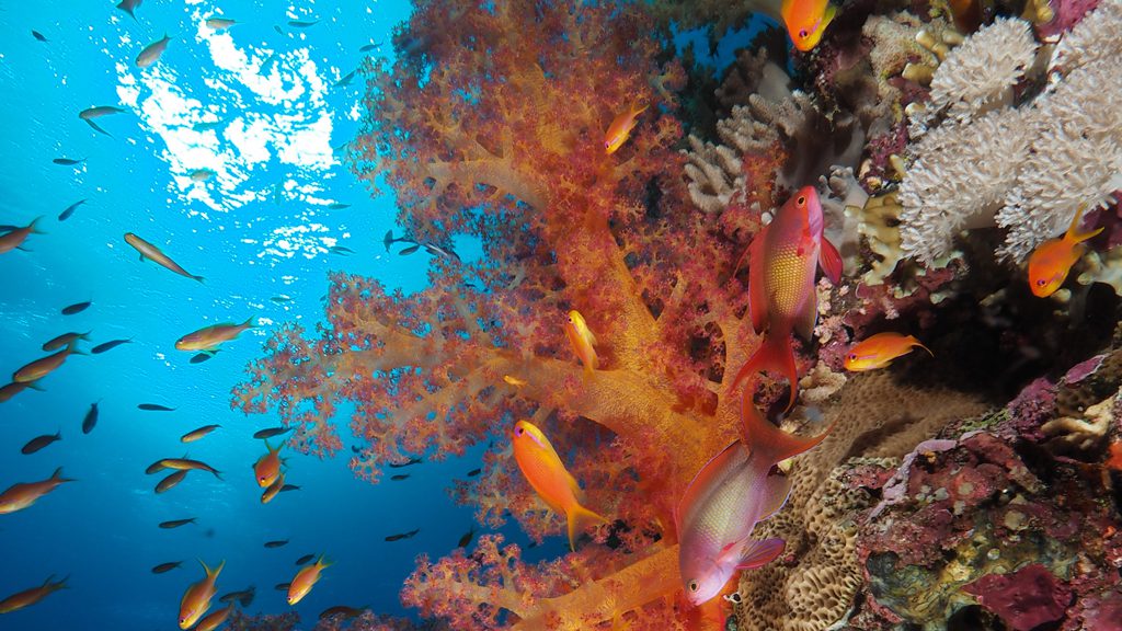 20 red sea aggressor iv liveaboard south egypt corals and fishes