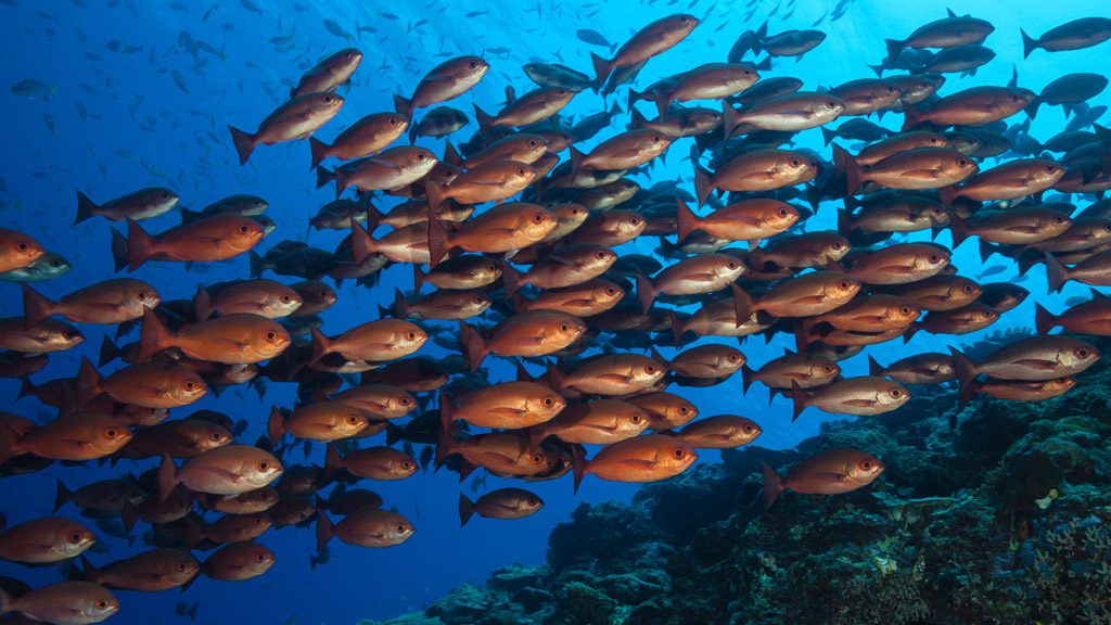 20 tufi dive resort northern province papua new guinea school of fish