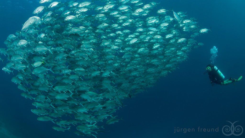 21 misool eco resort raja ampat indonesia diver schooling jacks