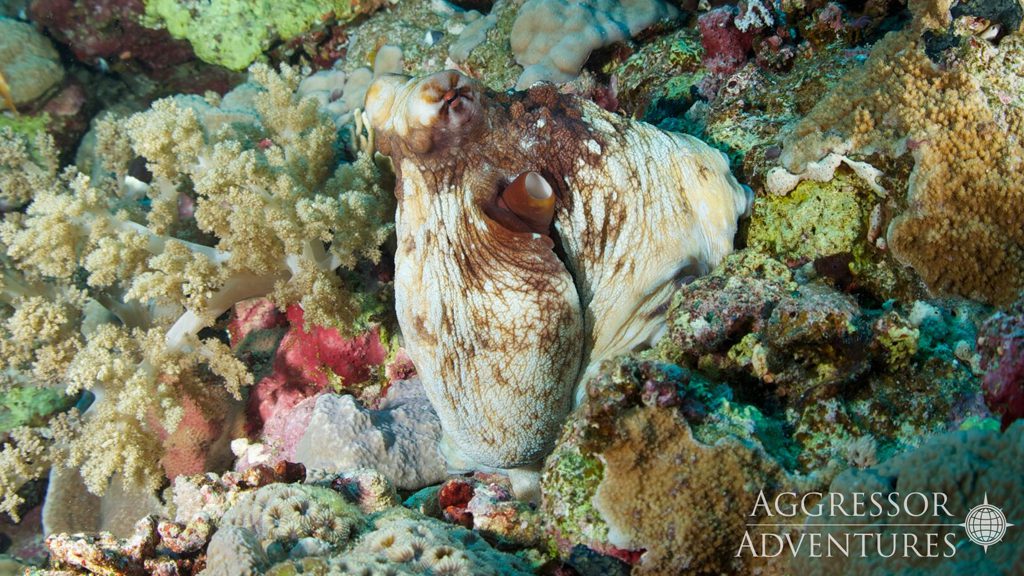 21 red sea aggressor iv liveaboard south egypt octopus