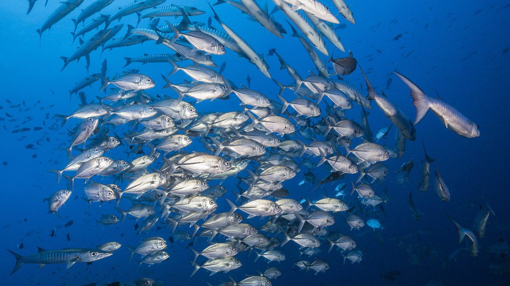 21 tufi dive resort northern province papua new guinea school of fish 2