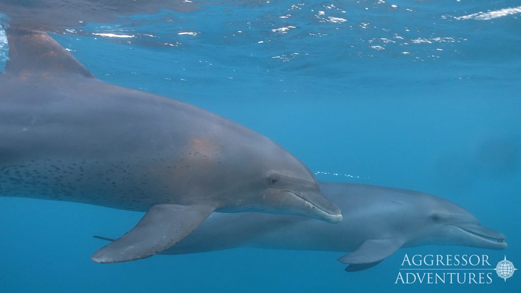 22 red sea aggressor ii liveaboard north egypt dolphins