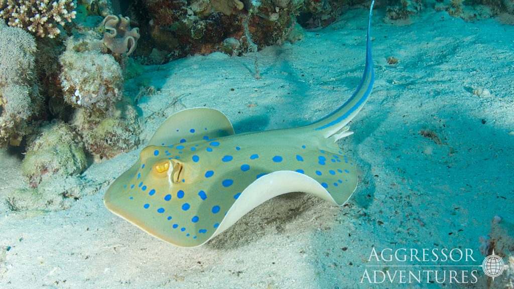 22 red sea aggressor iv liveaboard south egypt stingray