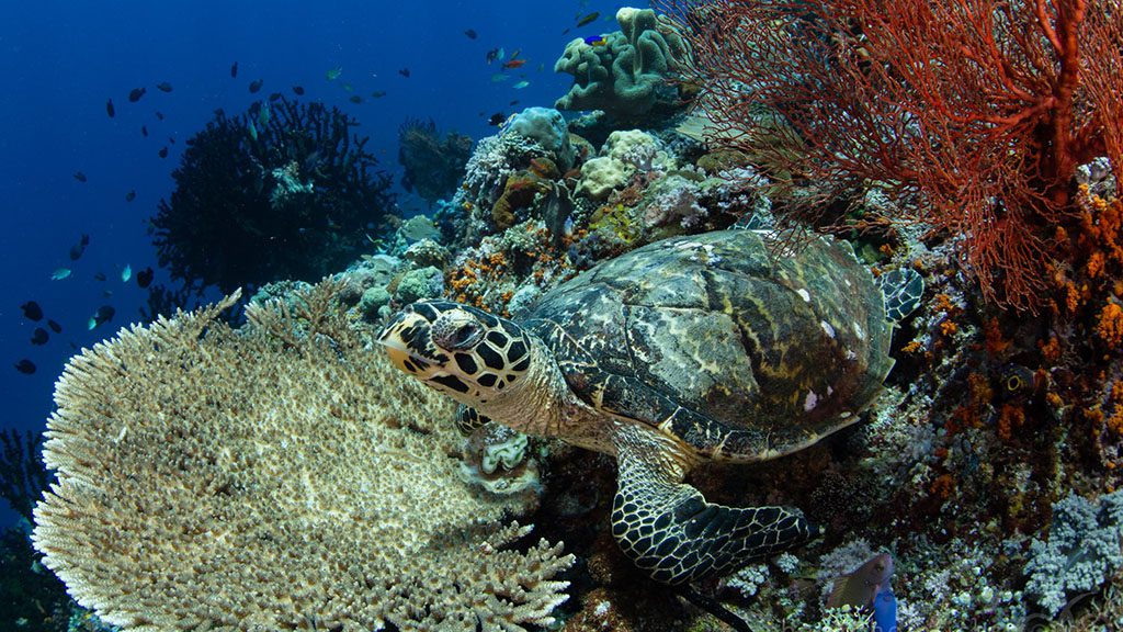 23 misool eco resort raja ampat indonesia turtle