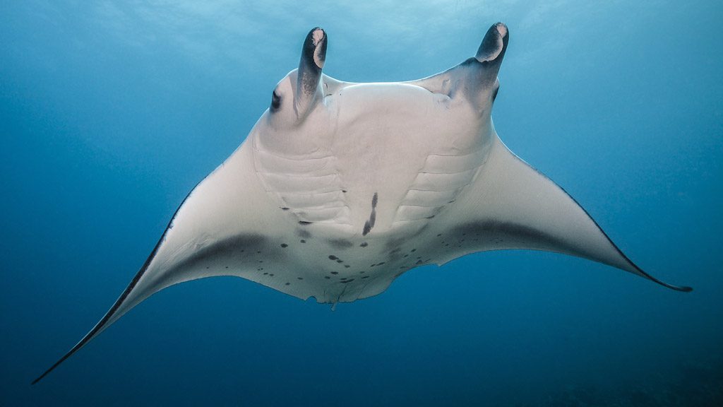 23 tufi dive resort northern province papua new guinea manta ray