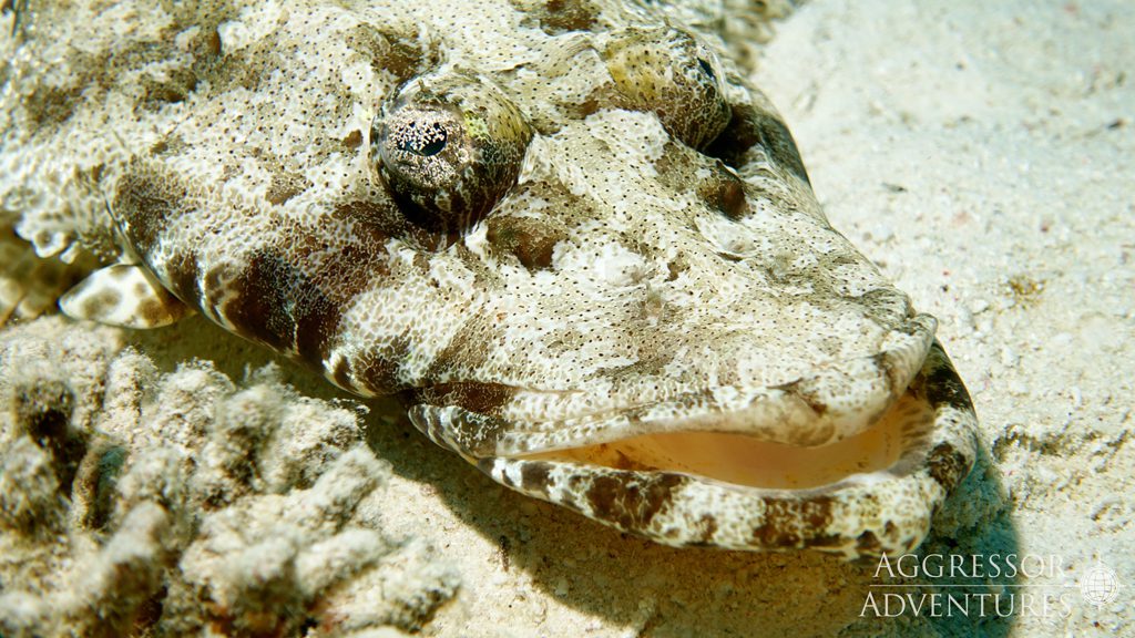 24 red sea aggressor ii liveaboard north egypt crocodile fish