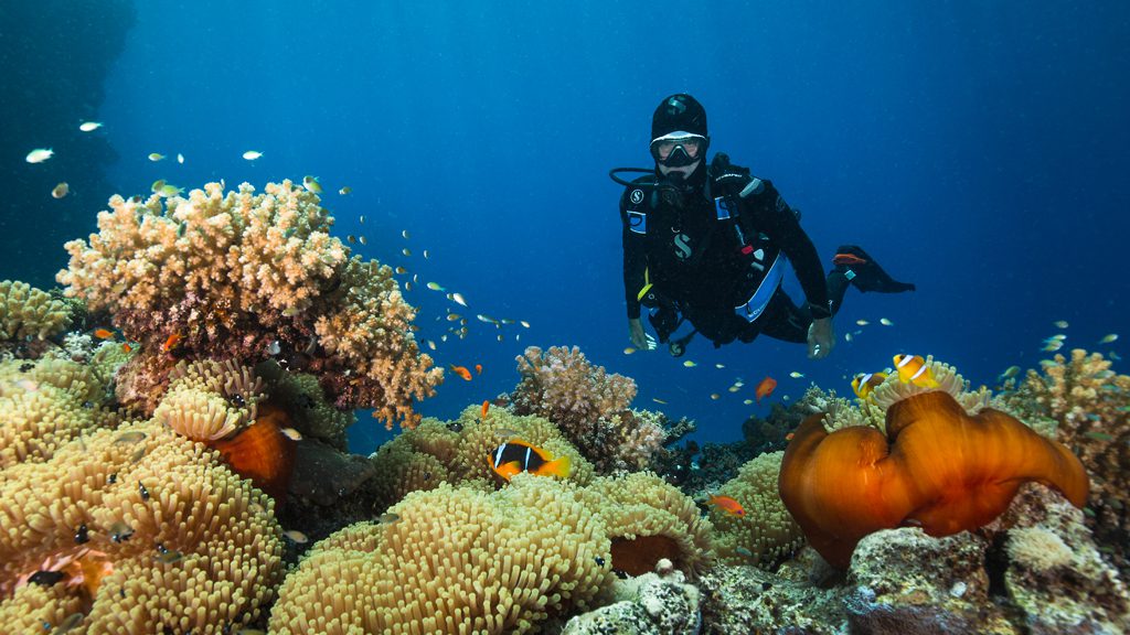 24 red sea aggressor iv liveaboard south egypt divers and corals 3