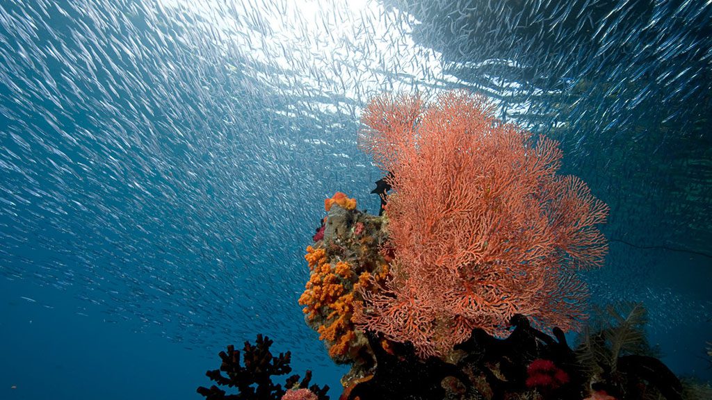25 misool eco resort raja ampat indonesia red fan