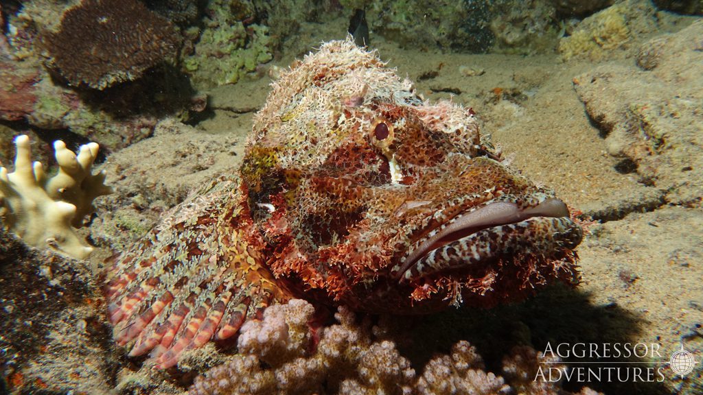 25 red sea aggressor ii liveaboard north egypt scorpion fish