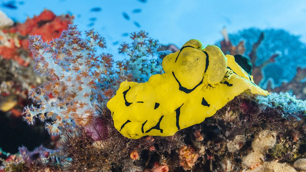 25 tufi dive resort northern province papua new guinea nudibranch