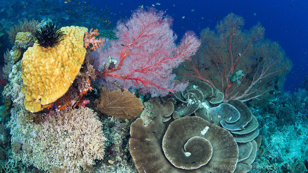 26 misool eco resort raja ampat indonesia soft hard coral