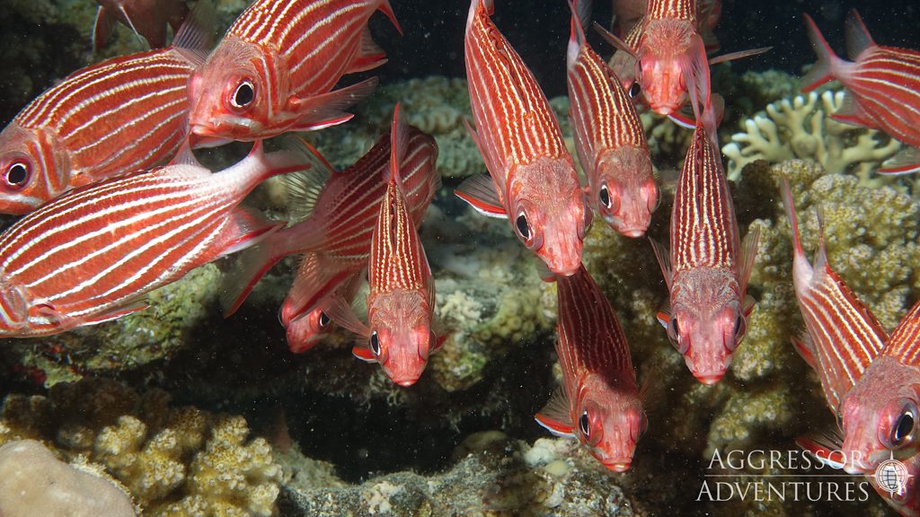 26 red sea aggressor ii liveaboard north egypt crown squirrelfish