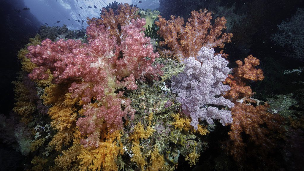 26 triton bay divers raja ampat indonesia soft coral