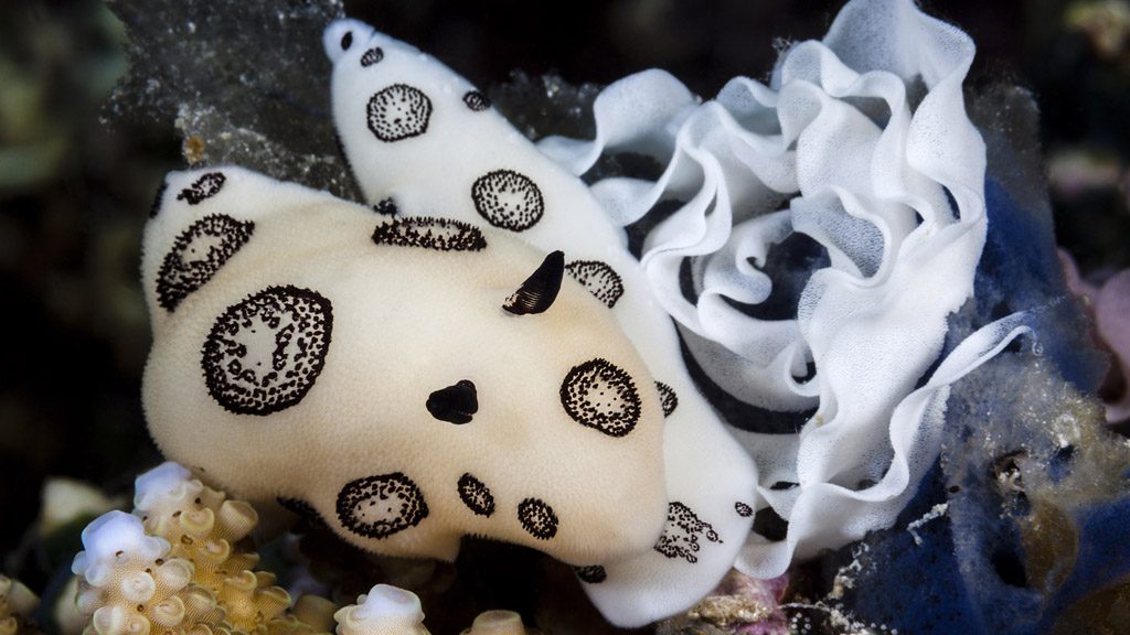 26 tufi dive resort northern province papua new guinea nudibranch 2