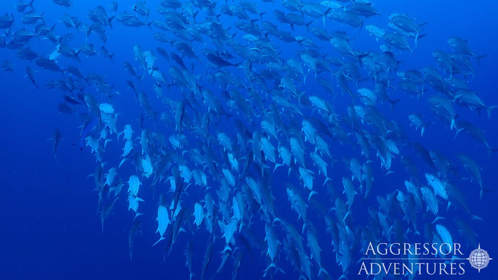 27 red sea aggressor ii liveaboard north egypt school of fish