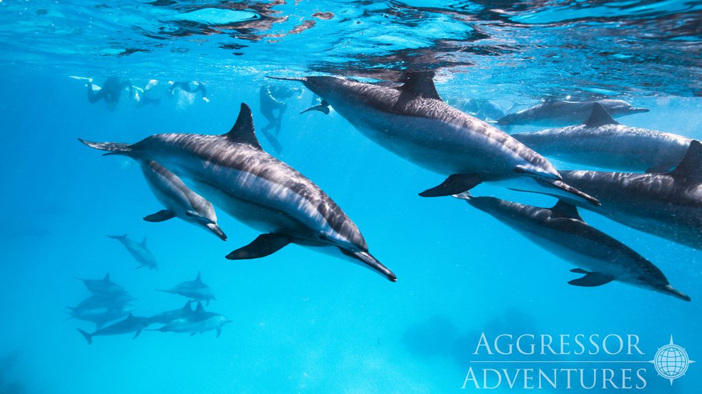 27 red sea aggressor iv liveaboard south egypt dolphins and divers