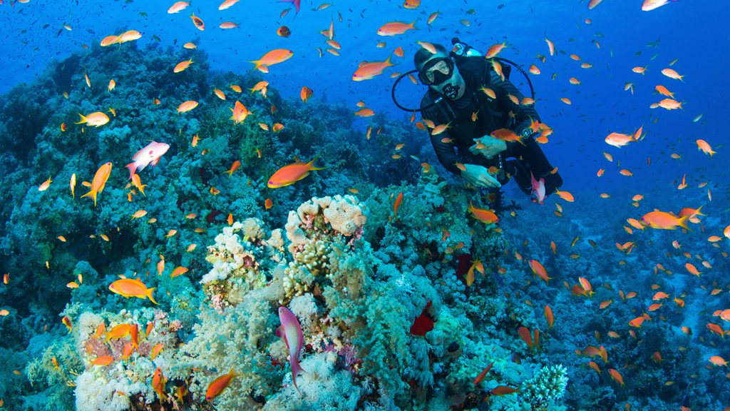 28 red sea aggressor ii liveaboard north egypt divers and corals