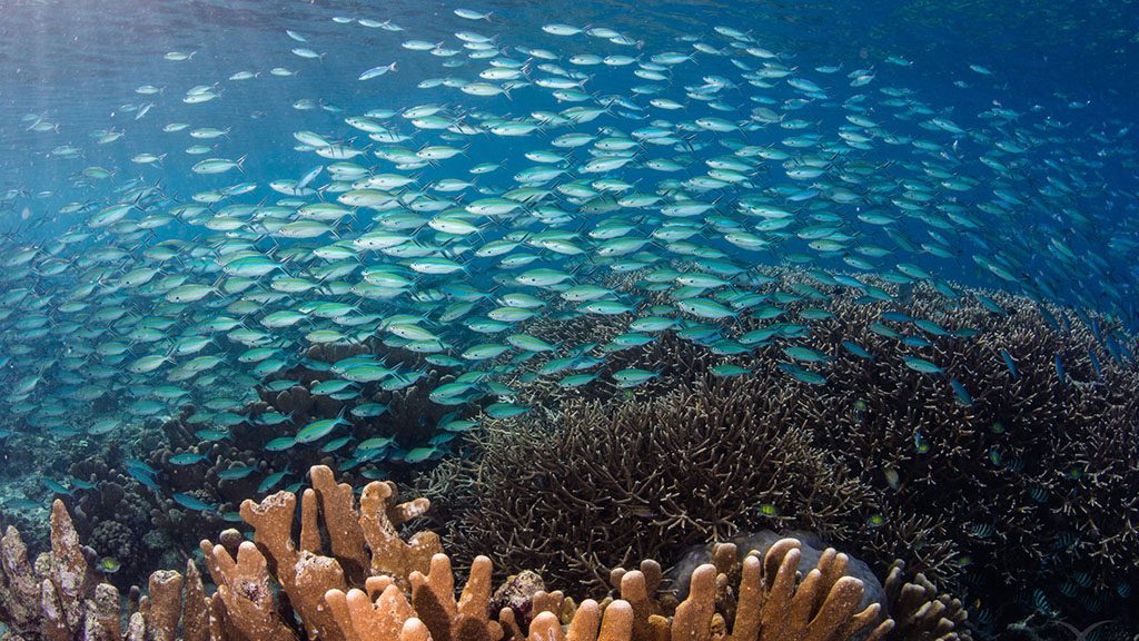 29 misool eco resort raja ampat indonesia fusiliers