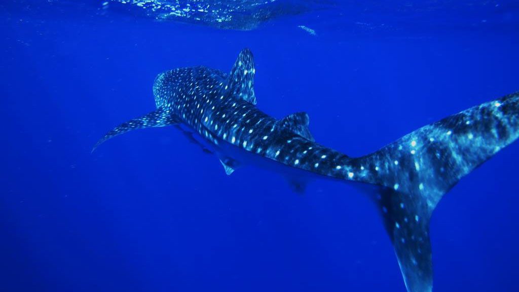 3 heaven saphir whale shark