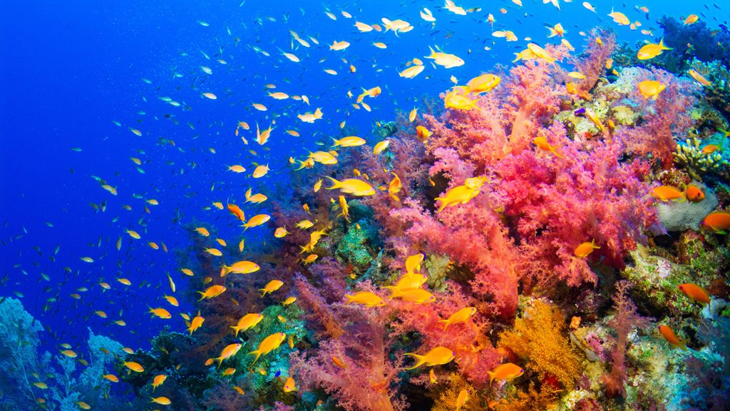 32 red sea aggressor ii liveaboard north egypt corals 2