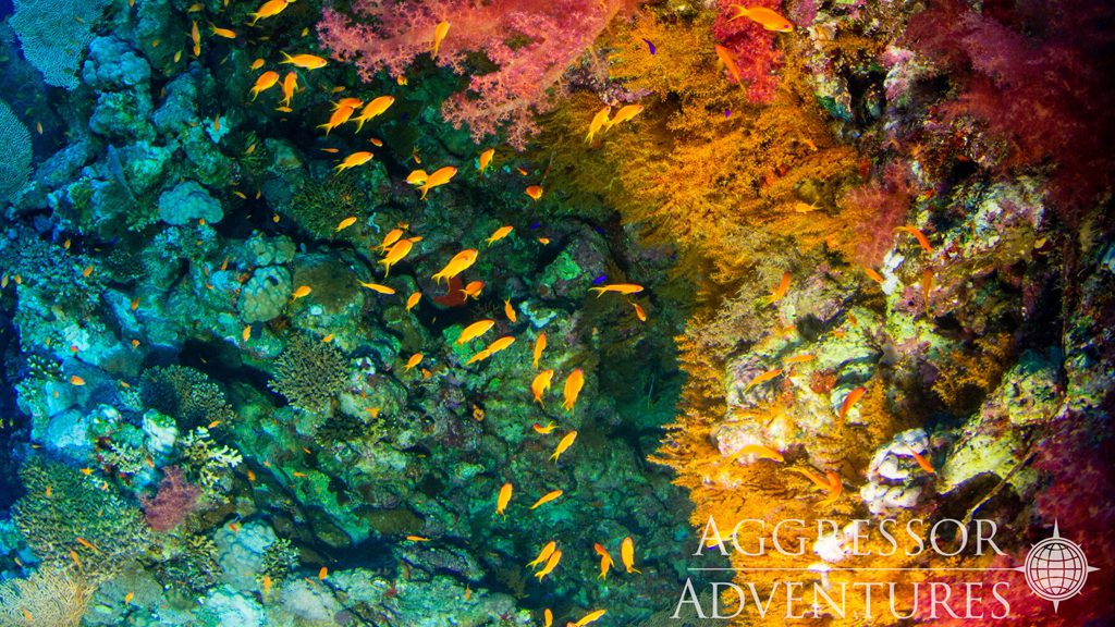 33 red sea aggressor ii liveaboard north egypt corals 3